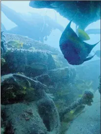  ?? ?? A blue angel fish swims inside a sunken vehicle.