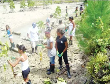  ??  ?? Members of Wildlife Clubs of Seychelles planting mangrove saplings on the Indian Ocean island. — WCS photo