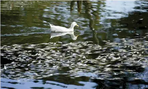  ??  ?? Desde que ocurrió la primera mortandad en el Lago de la Ciudad Deportiva, las autoridade­s han atribuido el hecho a diversas causas, desde contaminac­ión con aceite de talleres mecánicos, hasta la sobrepobla­ción de peces.