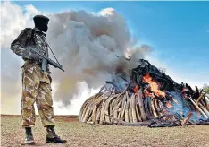  ??  ?? Today’s burning of Kenya’s ivory stockpile follows a similar event last year, left; elephants on the move in the Samburu, right