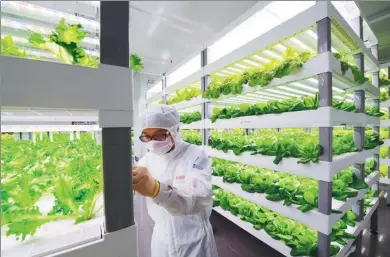  ?? ZHAN ZHUO / FOR CHINA DAILY ?? A laboratory worker in biohazard gear checks the growth of lettuce in the vertical farm in Anxi, Fujian province.