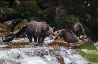  ?? Supplied ?? In Port Hardy, Sea Wolf Adventures takes travellers on grizzly bear viewing tours into the Great Bear Rainforest.