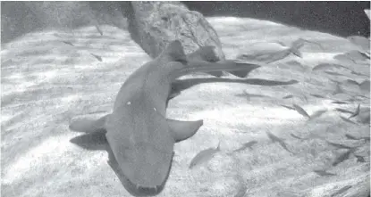  ?? ENRIQUE VÁZQUEZ ?? Una de las especies que más se incuba, en Mariano Bárcenas 990 es la de tiburones