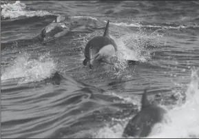  ?? ALLEN J. SCHABEN/LOS ANGELES TIMES FILE PHOTOGRAPH ?? Dolphins swim in the wake of a whale watching boat off the coast of Long Beach, on July 18. Dolphin diets offer a glimpse at how climate change could alter food chains.