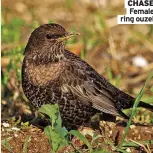  ?? ?? CHASE Female ring ouzel