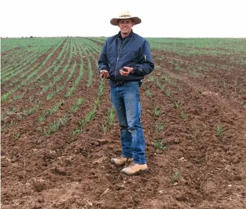  ?? PHOTO: PETER THOMPSON ?? HAPPY FARMER: Peter Thompson in front of deeply sown Suntop wheat.