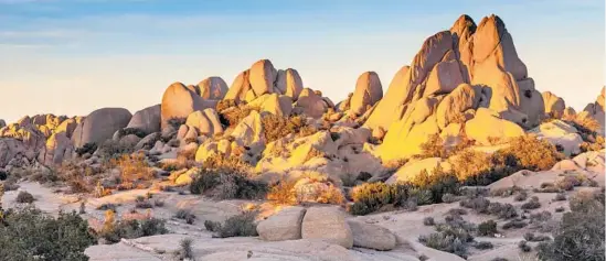  ??  ?? Spectacula­r Joshua Tree is an easy trip from Southern California’s resort casinos.