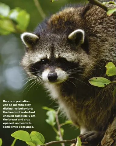  ??  ?? Raccoon predation can be identified by distinctiv­e behaviors: the heads of waterfowl chewed completely off, the breast and crop opened, and entrails sometimes consumed.