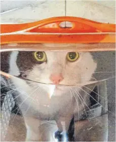  ?? FOTO: PRIVAT ?? Der etwas scheue Lucky blickt nach der Rettung misstrauis­ch aus dem Katzenkorb.