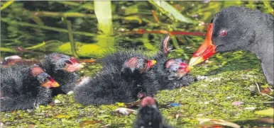  ??  ?? Simon Pettman’s pictures of a moorhen with its newly hatched chicks