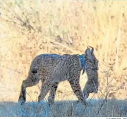  ?? ANTONIO PIZARRO ?? Un ejemplar de lince ibérico transporta un conejo recién cazado.