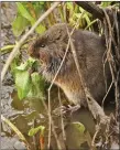  ??  ?? „ Water vole population is just one-tenth of numbers in the 1990s.