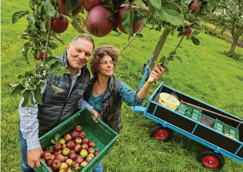  ?? Foto: Michael Hochgemuth ?? Die Erntezeite­n der Apfelsorte­n unterschei­den sich. Konrad und Brigitte Naßl beginnen im Juli mit dem Pflücken (Jakobsapfe­l) und enden Anfang November (Wintergloc­ken apfel). Jetzt kommt der Berner Rosenapfel runter.