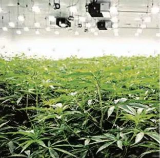  ?? Divulgação ?? Plantação de maconha na fazenda fechada Desert Grown Farms tem 5.000 m2 e sistema que controla luzes, temperatur­a e umidade para reproduzir estações