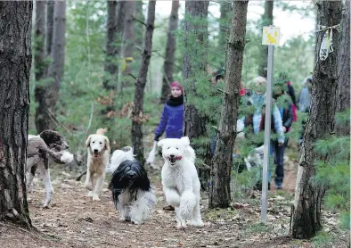  ?? CHRISTINNE MUSCHI ?? Off-leash walks at Guides Canins in St-Lazare allow dogs to run by themselves or in a pack through the wooded trails at the training facility on Tuesday and Saturday afternoons.