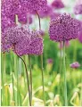  ?? ?? Allium ‘Mount Everest’
Another grapefruit­sized globe, but this time made up of a mass of white flowers on a strong stem. It towers at 1.2m and will complement brightly coloured planting beautifull­y.