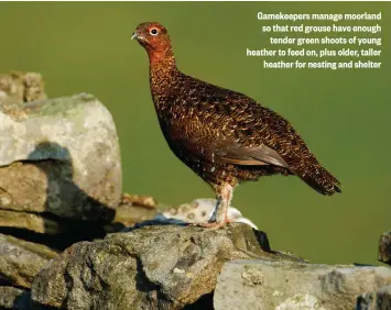  ??  ?? Gamekeeper­s manage moorland so that red grouse have enough tender green shoots of young heather to feed on, plus older, taller heather for nesting and shelter