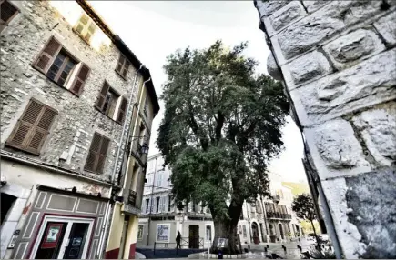  ?? (Photo Frantz Bouton) ?? Le mythique frêne de Vence a encore de beaux jours devant lui.