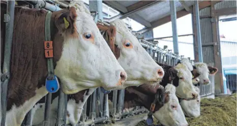  ?? FOTOS: ANNA KRATKY ?? Überwacht auf Schritt und Tritt: Die Halsbänder der Kühe von Landwirt Andreas Engelhard senden Signale an Sensoren im Stall.