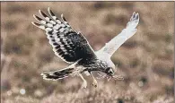  ??  ?? WELCOME VISITOR: Hen harriers have enjoyed a record breeding season on grouse moors, figures suggest.