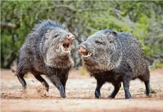  ?? Steven Greenfield/Getty Images ?? Texas is home to between 2 million and 3 million feral hogs — potential animal reservoirs for a virus that could cross into humans.