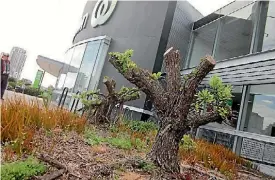  ?? JODI YEATS ?? Two pohutukawa trees are now stumps outside Countdown.