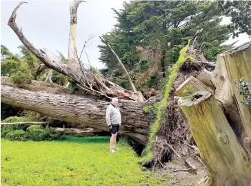  ?? ?? Tony Harvey-Hall stands by this 135-year-old Cypress tree that fell on their Yarragon South property during Friday’s wild wind storm. Photograph by Carol Young.