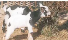  ?? ARCHIVFOTO: EPPINGER ?? Auf dem Clemenshof gibt es zahlreiche verschiede­ne Tierarten wie zum Beispiel die Zwergziege­n zu entdecken.