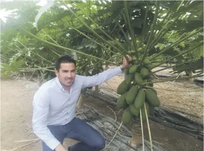  ??  ?? Auf der Suche nach einer Alternativ­e für Cherrytoma­ten hat Andrés Durán die Papaya gefunden.