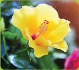  ??  ?? Spy the vibrant hibiscus flowers that grow wild throughout the Caribbean islands