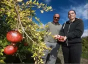  ?? (Photos Laurent Martinat) ?? À Hyères, Patrick Artufel est passé des roses à la spiruline. Sa fille Audrey s’est lancée dans l’arboricult­ure, avec des agrumes, des grenadiers, de la stévia.