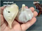  ?? ?? elephant garlic garlic