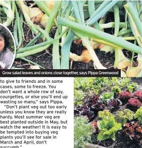  ??  ?? Grow salad leaves and onions close together, says Pippa Greenwood