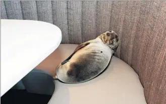  ?? Mike Aguilera
SeaWorld ?? THE 8- MONTH- OLD sea lion “micro pup” weighs about 20 pounds, half of what she should weigh for her age. Employees at the Marine Room in La Jolla found her asleep in a booth on Thursday.