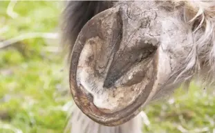  ??  ?? Thin soles, nail wounds or sole bruises can damage the hoof and let in the bacteria that results in an abscess (small hole at toe).