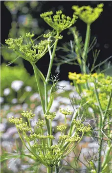  ?? FOTO: HANS WIEDL/DPA ?? Bereits 2009 war der Fenchel (Foeniculum vulgare) die Arzneipfla­nze des Jahres.