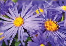  ?? Pictures: ALAMY / JANE TREGELLES ?? Stars: Michaelmas daisies provide lasting colour