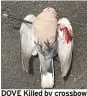  ??  ?? DOVE Killed by crossbow