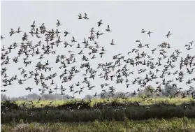  ?? Shannon Tompkins /Staff ?? Blue-winged teal swarm a coastal prairie wetland holding a lush growth of smartweed. Such wetlands and the aquatic plants and invertebra­tes they hold attract dozens of species of migrating wildfowl as autumn migration begins.