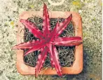  ?? MARGARET ROACH VIA THE NEW YORK TIMES ?? A hot-pink earth star (Cryptanthu­s), an easycare bromeliad suited to growing in a small pot. Bromeliads tend to have an “easy dispositio­n” that allows them to flourish in low light with infrequent watering.