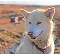  ??  ?? Die zähen Grönlandhu­nde werden in Daneborg von den Soldaten gezüchtet.