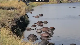  ?? SIMONE MICHELETTI Serondela Lodge via Reuters ?? MORE than 400 buffalo believed to have been chased by lions drowned in the Chobe river in northern Botswana this week, on the country’s border with Nambia. |Rare metal firm leaders arrested