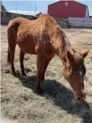  ?? ?? Keepthenam­e, above, who has since been euthanized, was once trained by Steve Asmussen, whose current prized three-yearold Epicenter is the second favorite in Saturday’s Kentucky Derby. Photograph: Courtesy of Elizabeth Banicki