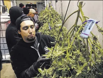  ?? Andrew Selsky The Associated Press ?? Anthony Uribes processes a marijuana plant with an attached tracking label at the Avitas marijuana production facility in Salem, Ore. The tracking system used by Avitas is the backbone of Oregon’s regulatory system to ensure that licensed marijuana...