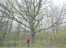  ?? JULIE JOCSAK/POSTMEDIA NEWS ?? The Niagara Falls Nature Club, which has been critical of the proposed developmen­t at Thundering Waters, recently celebrated 50 years and was given the Award of Merit from the Niagara Peninsula Conservati­on Authority for its contributi­on to the...