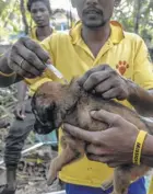  ??  ?? Workers with the nonprofit Mission Rabies vaccinate a dog in Goa, India.