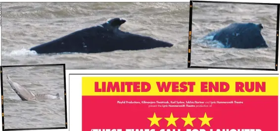  ??  ?? “Moving quite happily”: there were multiple sightings of the 26ft whale in the Thames. Experts believe it is a humpback — the river’s first for 10 years