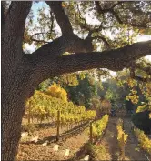  ?? Courtesy photo ?? Compa Vineyard in Newhall.