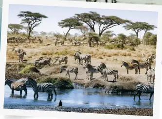  ??  ?? No molestes a los animales en libertad: mantén una distancia prudencial y no les des comida para atraerlos