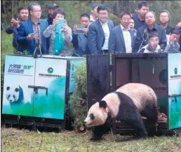  ?? XUE YUBIN / XINHUA ?? Panda Hua Yan was released into the wild at the Liziping Nature Reserve in Sichuan province in October.